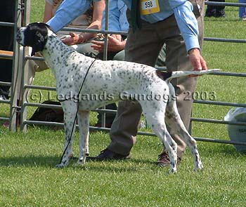 BOB, DCC, 1st Limit Dog